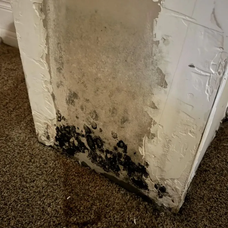Professional Mold Removal in Faulk County, SD